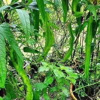 ราคา 20 เมล็ด ถั่วพูฝักใหญ่ ถั่วพู Winged bean Seeds (21566569305)