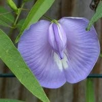 ราคา 20 เมล็ด เมล็ดผัก Asian pigeonwings อัญชัน เมล็ดพันธุ์ผัก สวนครัว เหมาะแก่การทำสวน Butterfly Pea Vegetable Seeds ดอกสีม่วง (21365546118)