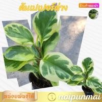 ราคา ต้นเปเปอร์ด่าง กระถาง 3 นิ้ว ส่งพร้อมกระถาง (21288622240)