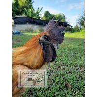 ราคา ไข่เชื้อไก่ดำมองโกเลีย ฟองละ 35 บาท 10 ฟองแถม 3 ฟอง เก็บสดใหม่ทุกวัน พร้อมสำหรับฟัก เลือด100 (8026845303)