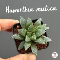 ราคา Haworthia mutica ฮาโวเทีย ไม้อวบน้ำ กุหลาบหิน cactus succulentหลากหลายสายพันธุ์ (21250151129)