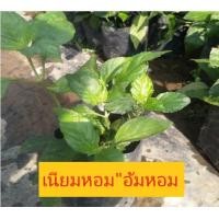 ราคา ต้นเนียมหอมหรือต้นอ้ม พร้อมปลูก (13886566387)