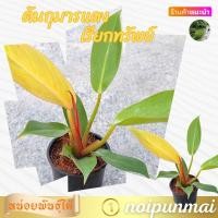ราคา ต้นกุมารแดงเรียกทรัพย์ กระถาง 3 นิ้ว ไม้มงคล (21554074822)