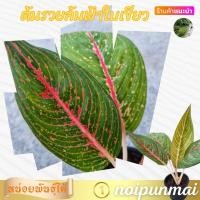 ราคา ต้นรวยล้นฟ้าใบเขียว กระถาง 3 นิ้ว ไม้มงคล (21554208575)