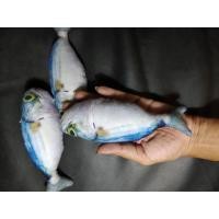 ราคา ตัวละ35บาทเท่านั้นจ้าาา ของเล่นแมว ตุ๊กตาปลาทูสดกลิ่นแคทนิป catnip toy ปลาแมว ตุ๊กตาแคทนิป ตุ๊กตาแมว (6359976438)