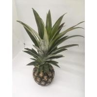 ราคา สดใหม่จากสวน สับปะรดภูแล สัปปะรดภูแลสด ลูกสัปปะรด ผลไม้สดใหม่ ราคาส่ง ราคาถูก (21015116781)