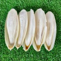 ราคา กระดองปลาหมึก กระดองหมึก ลิ้นทะเล อาหารข่วยเสริมแคลเซียมนก 4 7ตัว แพ็ค (20173510325)