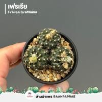 ราคา รวมกระบองเพชรและไม้อวบน้ำ 2 หลากหลายสายพันธุ์ ส่งทั้งกระถาง cactus succulent (21682568406)