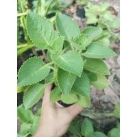 ราคา ต้นหูเสือ หอมด่วนหูเสือ หอมด่วนหลวง เนียมหูเสือ สมุนไพร ไทย ผักสวน ผักสวนครัว (21701377560)