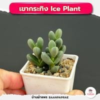 ราคา รวมกุหลาบหินและไม้อวบน้ำ กระถาง2นิ้ว หลายสายพันธุ์ ส่งทั้งกระถาง cactus succulent (21403376698)