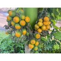 ราคา ต้นพันธุ์หมากเตี้ยชุมพร ต้นเตี้ยสั่งขั้นต่ำ3ต้น นะคะ (20560504858)