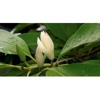 ราคา ต้นจำปีแคระ หรือจำปีจิ๋ว ดอกมีสีขาวนวลกลิ่นหอม ขนาดต้นสูง 10 20 ซม (21418002771)