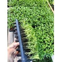 ราคา ต้นกล้าพริกสวน ต้นกล้าพริกฮอด ต้นกล้าพริกแผง พริกชีฟ้า 20 ต้น 30 บาท พร้อมปลูก (21465035041)