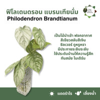 ราคา 5 ฟรี 1 ต้นไม้เลี้ยงนำ้ ไม้มมงคล ไม้ฟอกอากาศ ไม้ประดับ ไม้ด่าง ไม้หายาก ไม้ตกเเต่งบ้าน (21243902753)
