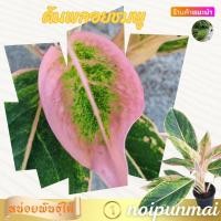 ราคา ต้นพลอยชมพู กระถาง 3 นิ้ว ไม้มงคล (21553602255)