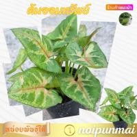 ราคา ต้นออมทรัพย์ กระถาง 3 นิ้ว ไม้มงคล (21554198518)