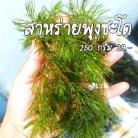 ราคา G8 สาหร่ายพุงชะโด สาหร่ายน้ำจืด อาหารปลาน้ำจืด เช่น ปลานิล ปลาทับทิม 29 บาท 250 กรัม (21439647183)