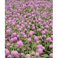 ราคา บานไม่รู้โรยสีชมพู 50 เมล็ด (10827117835)