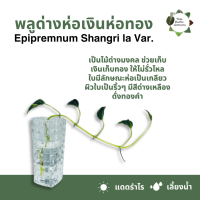 ราคา 5 ฟรี 1 ต้นไม้เลี้ยงนำ้ ไม้มมงคล ไม้ฟอกอากาศ ไม้ประดับ ไม้ด่าง ไม้หายาก ไม้ตกเเต่งบ้าน (21243902754)