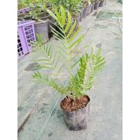ราคา ต้นพันธุ์ เฟิร์น ต้นใบเฟิร์น ต้นไม้ฟอกอากาศ ดูดสารพิษ ถุงดำพร้อมปลูก 29 บาท ไม้ประดับสวยงาม ตกแต่งสวน (21665205459)