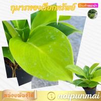 ราคา ต้นกุมารทองเรียกทรัพย์ กระถาง 3 นิ้ว ไม้มงคล (21554029038)