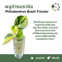 ราคา 5 ฟรี 1 ต้นไม้เลี้ยงนำ้ ไม้มมงคล ไม้ฟอกอากาศ ไม้ประดับ ไม้ด่าง ไม้หายาก ไม้ตกเเต่งบ้าน (21243902751)