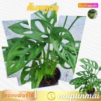 ราคา ต้นพลูฉลุ กระถาง 3 นิ้ว ไม้มงคล (21554010816)