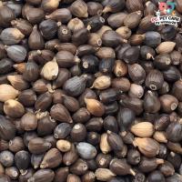 ราคา ลูกเดือย Thai millet อาหารนก กระต่าย หนู กระต่าย กระรอก ชูก้า และสัตว์ฟันแทะ สินค้าคุณภาพดี แบ่งขาย 500G 1KG (20824882795)