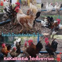 ราคา ไข่เชื้อไก่แจ้ ไข่ลุ้น เชื้อ ไก่แจ้ซารามอ ไข่ไก่ซารามอ ไข่เชื้อไขไก่ซารามอ ไข่ไก่สวยงาม ไข่เชื้อไก่แจ้ ไก่เล็กที่สุดในโลกไข่เชื้อไก่แจ้สวยงาม เชื้อแรง (21662465025)