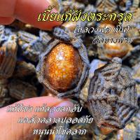 ราคา เบี้ยแก้ หลวงพ่อเปิ่น วัดบางพระ เรียกเงินเรียกทรัพย์ (15528516800)
