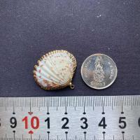 ราคา จี้เปลือกหอยสังข์ธรรมชาติ จี้หอยชุบทอง seashells pendant gold plated pendant (21567025095)