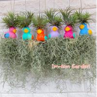 ราคา เคราฤาษีแต่งตุ๊กตาเซรามิค กระถางดินเผา (19449106929)