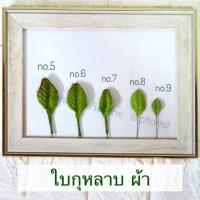 ราคา ใบกุหลาบ ห่อ 100 ใบ เบอร์ 1 9 ใบไม้ประดิษฐ์ ใบกุหลาบผ้า สำหรับงานฝีมือ สินค้าพร้อมส่ง มีบริการเก็บเงินปลายทาง (6379994496)