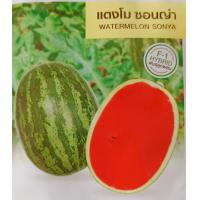 ราคา เมล็ดพันธุ์ แตงโม เมล่อน แคนตาลูป ทุกสายพันธุ์ 10 50 เมล็ด แตงโม แตงโมเหลือง แตงโมดำ แตงโมไร้เมล็ด (20959630103)