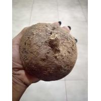 ราคา บัวบกโขด 6ไซส์ให้เลือก แยกให้เลือก มีก้านและใบกลมรูปทรงน่ารัก ไม้หัว ไม้โขด เป็นไม้หัวที่พบได้ตามป่าเ (12831724311)