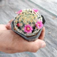 ราคา แมมขนนกเหลือง ดอกชมพู Mammillaria Schiedeana ไม้เมล็ด ขนาด 3 4 ซม ต้นกระบองเพชร ต้นแคคตัส แคคตัส กระบองเพชร (14044878885)