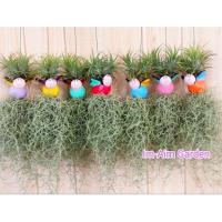 ราคา เคราฤาษีแต่งตุ๊กตาเซรามิค กระถางดินเผา (20729546113)