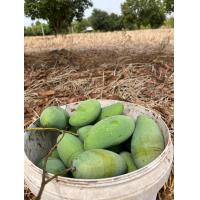ราคา มะม่วงเขียวเสวย สด ใหม่จากสวนมะม่วง กก 15 บาท (21565740274)