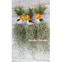 ราคา เคราฤาษีแต่งตุ๊กตาเซรามิค กระถางดินเผา (19449106924)
