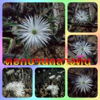 ราคา ดินสอดำ Setiechinopsis mirabilis ไม้เมล็ด ขนาด 5 6 ซม ต้นกระบองเพชร ต้นแคคตัส แคคตัส กระบองเพชร (17452449614)