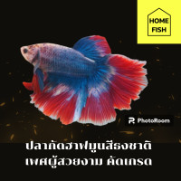 ราคา ปลากัดฮาฟมูนแฟนซีธงชาติ สวยงาม เพศผู้คัดเกรด มีรับประกันสินค้า มีเก็บเงินปลายทาง (21476574508)