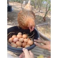 ราคา ไข่ไก่ ไข่ไก่อารมณ์ดี ไข่ไก่ออร์แกนิค ไข่ไก่สด ไข่สดใหม่ ไข่ไก่ปลอดสารพิษ ไข่ไก่ 30 ฟอง (21719590757)
