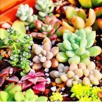 ราคา ไม้อวบน้ำ Succulent Seeds Succulent plants Mixed Seeds Succulents บอนสี ไม้อวบน้ำ เมล็ดบอนสี เมล็ดดอกไม้ ไม้ประดับ พันธุ์ไม้หายาก ต้นไม้ฟอกอากาศ ต้นไม้มงคล ต้นไม้บอลสี ดอกไม้จริง เมล็ดพันธุ์ บอนไซ พัน