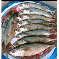 ราคา ปลาทูเค็มปลาทูหอมปลาทูมัน ขนาดไซด์ 10 12ตัว1กิโลกรัม แพ็คสูญญากาศ500กรัม (15777855383)