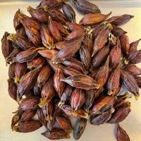 ราคา ลูกพุด เม็ดพุด กีจี้ ขนาด 500 1000 กรัม (21178746616)