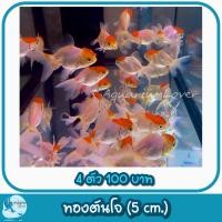 ราคา ปั้มลมสำหรับคนเลี้ยงปลา เพิ่มความสวยงามให้ตู้ปลา (21534730811)