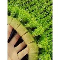 ราคา ฟองน้ำปลูกผักสลัดไฮโดรโปนิกส์ 100 แผ่น (21465022432)