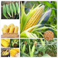 ราคา เมล็ดพันธุ์ ข้าวโพดหวาน เมล็ดข้าวโพดหวานลูกผสม 50 เมล็ด Sweet Corn Seeds Vegetable Seeds เมล็ดพันธุ์ผัก ผักออแกนิค (21565291954)