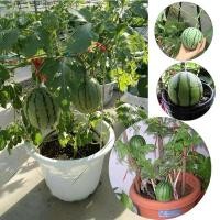 ราคา ปลูกง่าย ปลูกได้ทั่วไทย เมล็ดพันธุ์แตงโม Watermelon seeds 30 เมล็ด บอนสี เมล็ดพันธุ์ดอกไม้ เมล็ดพันธุ์พืช พันธุ์ดอกไม้ (21565159529)