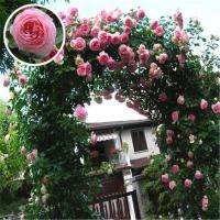 ราคา 100PCS Mixed Climbing Rose Seeds เมล็ดพันธุ์พืช เมล็ดพันธุ์ ดอกไม้ เมล็ดดอกไม้ พันธุ์ดอกไม้ เมล็ดพันธุ์ดอกไม้ ไม้ประดับ (21565266543)